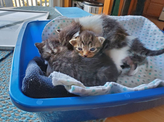 kitten pile 4-2