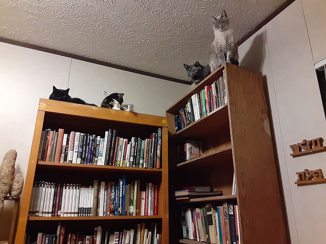 Cats on Bookcase Watching Me Read