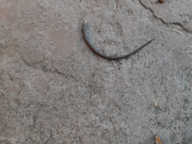 Mousie