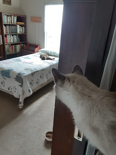 Atticus Looking at Little Bit around Door 020824