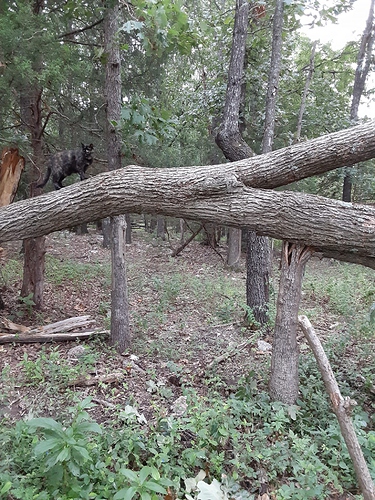 Rascal on Big Tree Down 81523