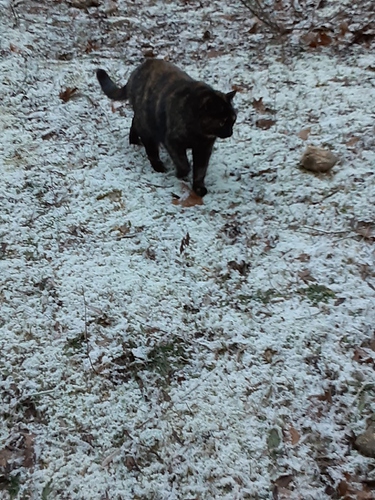 Rascal in Snow in Woods 1322