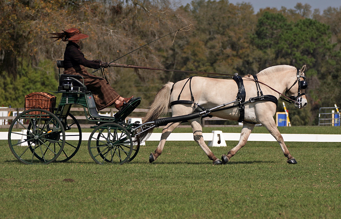 dressage2