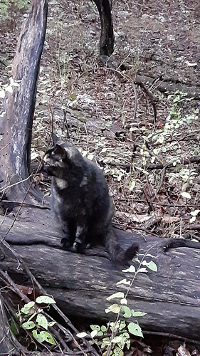 Rascal on Fallen Tree in Woods 81722