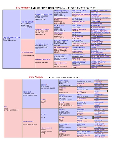 Foal - Pedigree