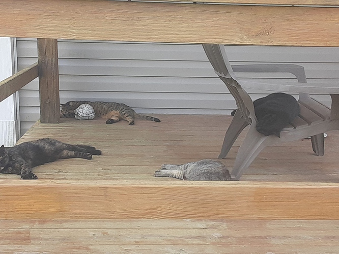 Four Farm Cats Sunday Nap 9323