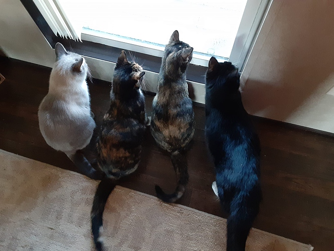 Cats Birdwatching 12022