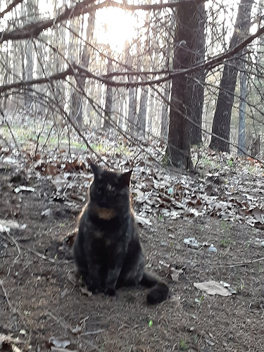 Rascal in Woods with Sunrise Behind 42322