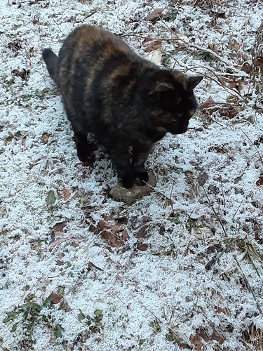 Rascal in Snow Front Paws on Rock 1322