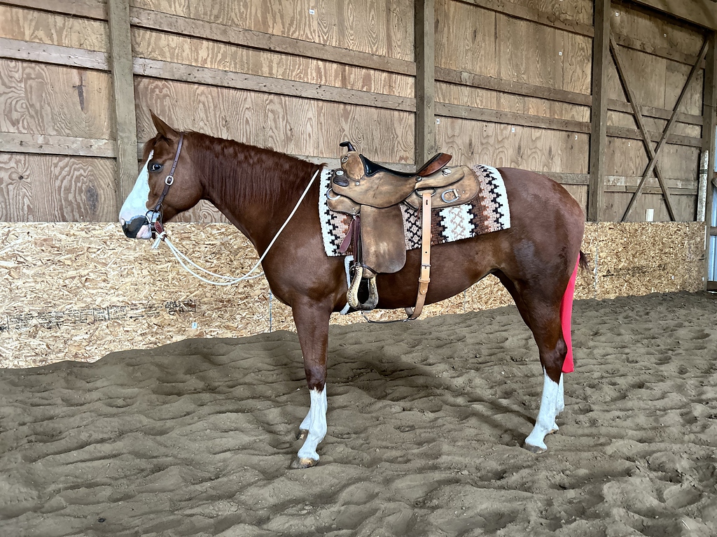 AQHA Idéal QH hotsell + Tack