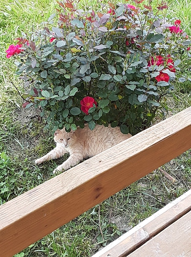 Cotton Rose Bush