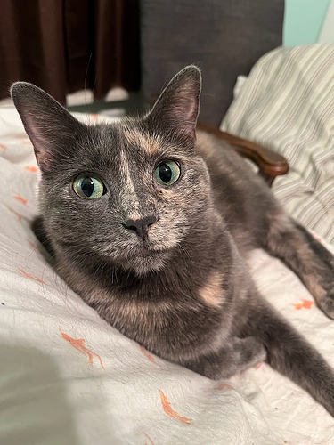 phoebe