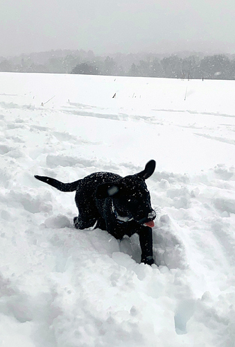 IMG_1627_snow_tongue