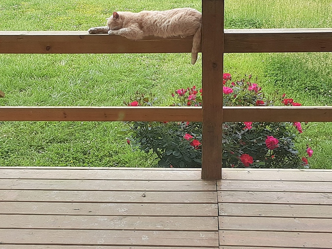 Cotton asleep on rail