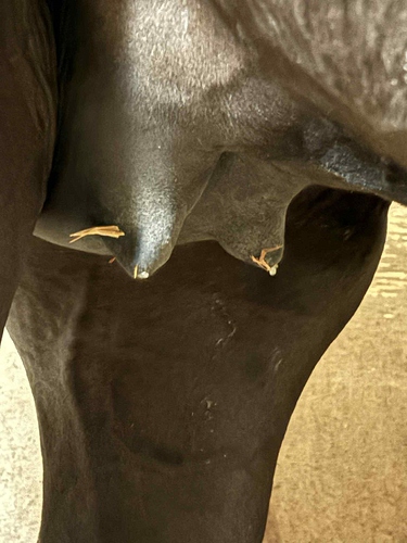 Arya - udder Day 361