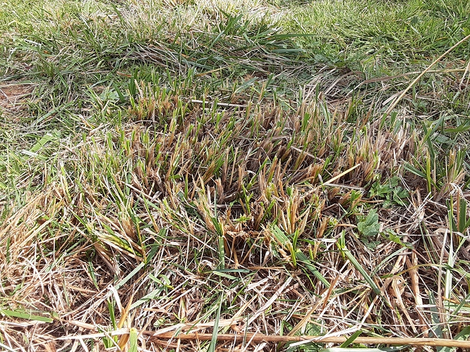 grass clump