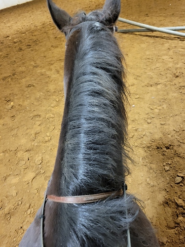 Pony Neck (1)
