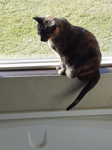 Little Bit in Bathroom Window 22924