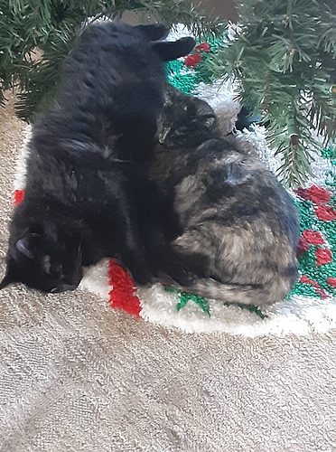 Mystery and Mary under Christmas Tree