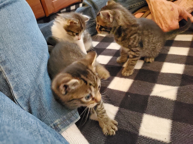 kitties