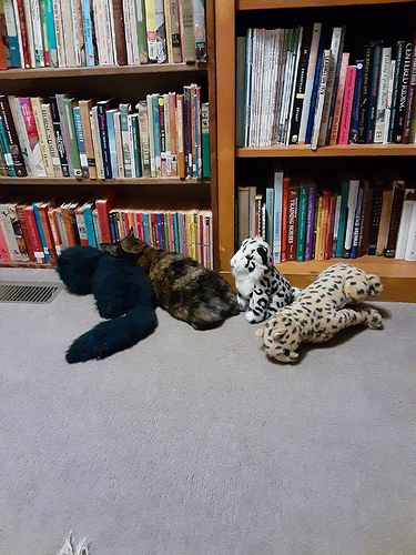 Mary with Three Stuffed Cats in Library