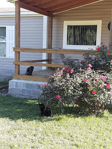 Rascal and Bagheera with Rose 91023