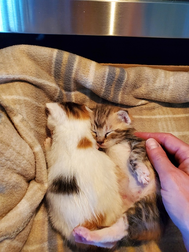 foster calicos