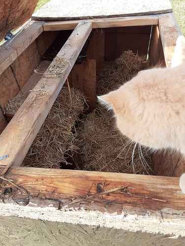 Cotton Inspecting Hut 123121