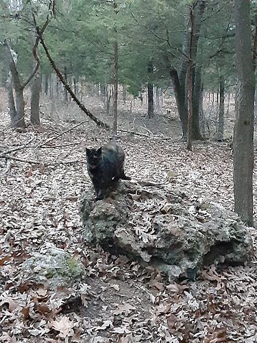 Rascal on a Boulder 113023