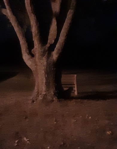 Silver Maple Tree at Night with Cat Silhouette