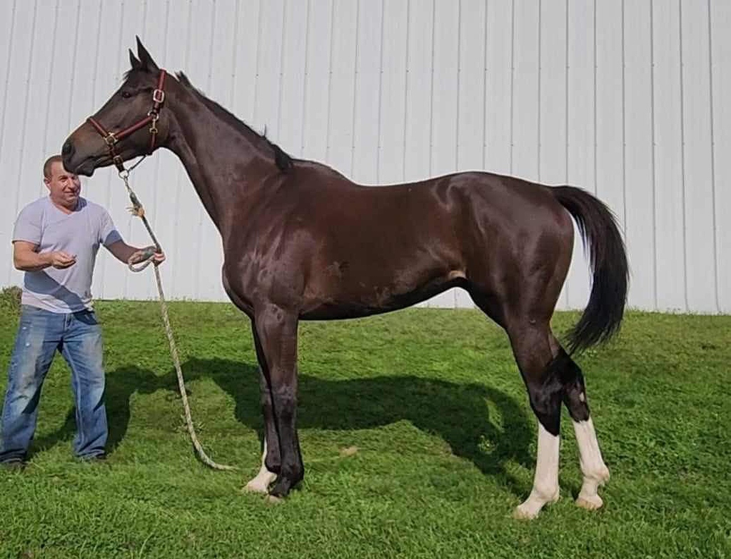 tb-pedigree-sport-horse-breeding-chronicle-forums