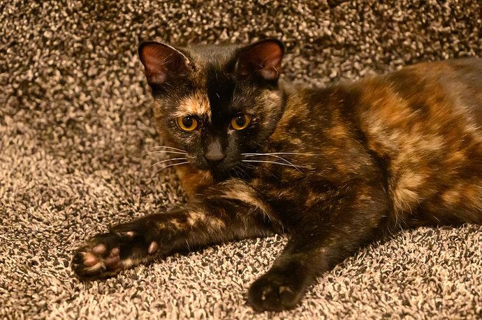 Paisley_2-12-25_0018