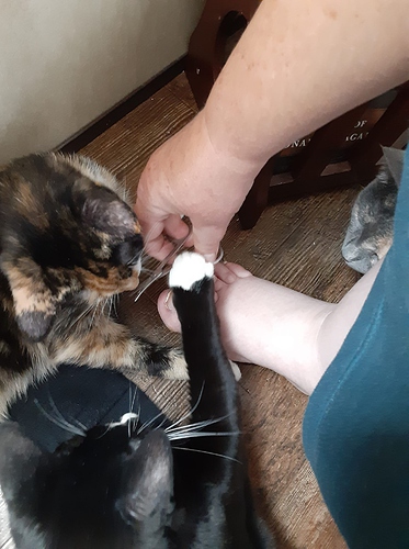 Cats Helping Clipping Toenails