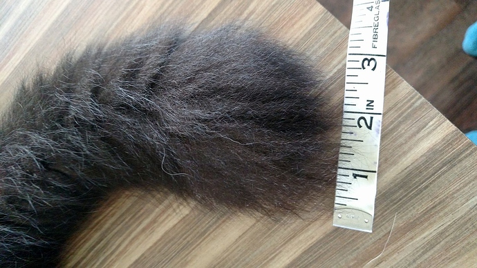 Mystery's Tail