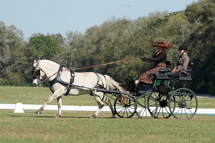 dressage ext canter