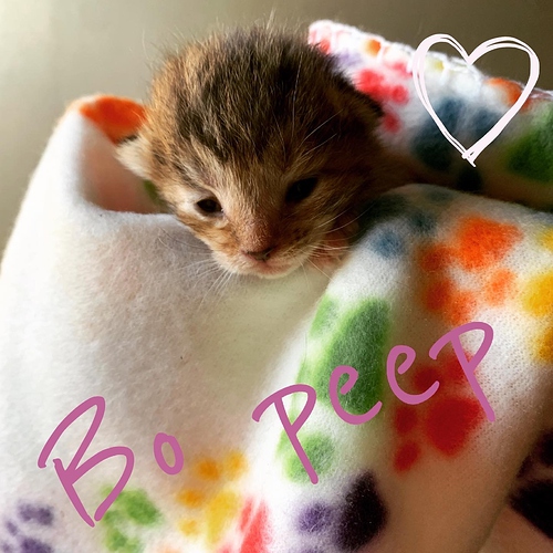 bo peep 9 days