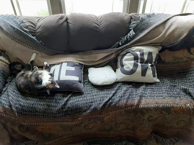 Psalm with Couch Cover Off and Pillows Askew
