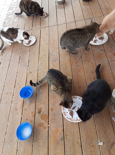 Farm Cats Eating