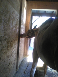 Licking wall