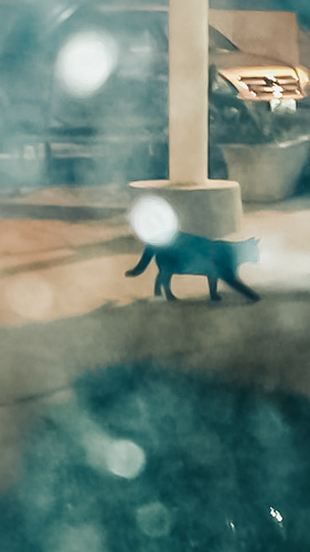 Cat Book Image 20