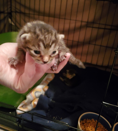 kitten 1
