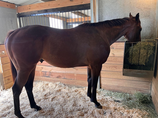 horse1