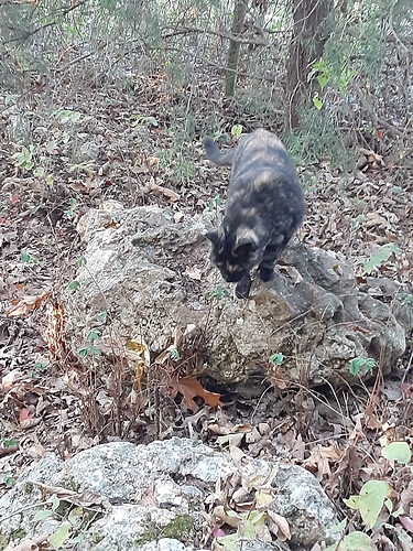 Rascal on Rock in Woods 101022