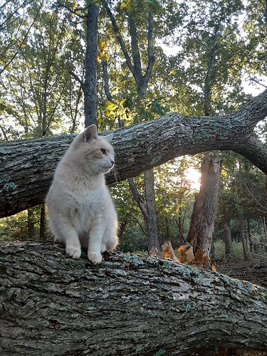 Cotton in Woods 100623