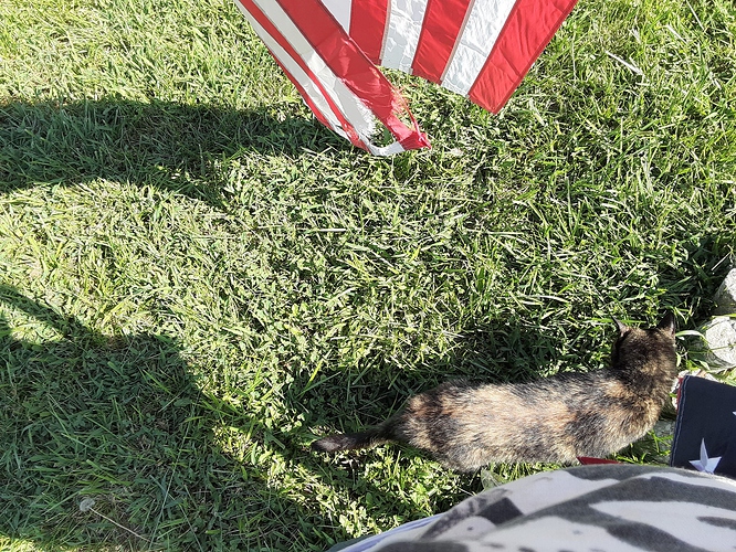 Rascal with Changing Flag 82123