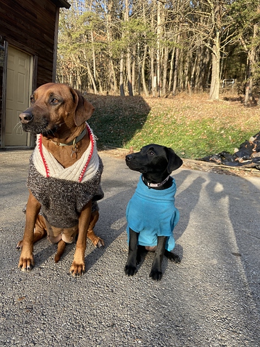 12-21-2023, Buma and Lilly in sweaters