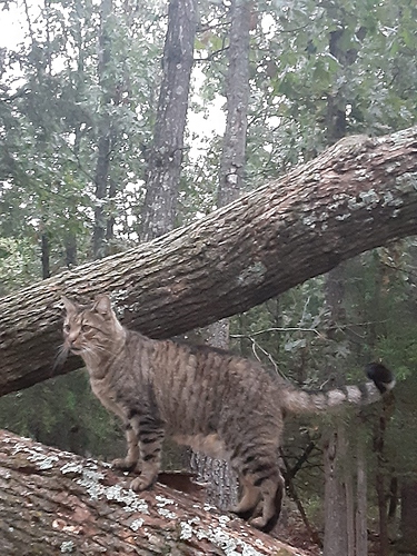 Satin on Fallen Tree 91223