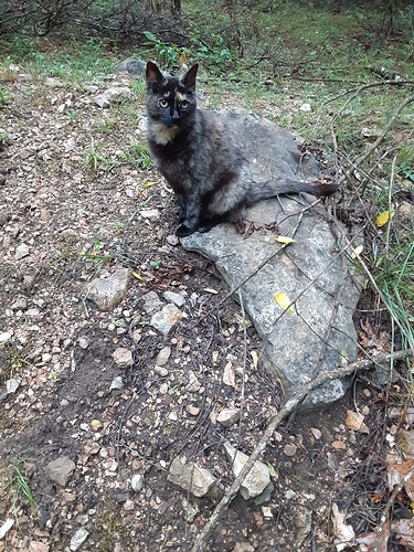 Rascal in the Woods 71523