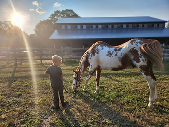 Afternoon sun grazing