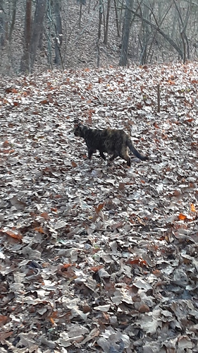 Rascal in Leaves 110723